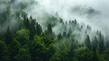 Mystic Forest in Fog: Lush Greenery Shrouded in Mist