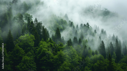 Mystic Forest in Fog: Lush Greenery Shrouded in Mist photo