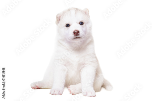 Adorable husky puppy sitting isolated on a white background