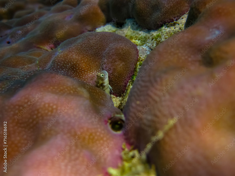 Parablennius marmoreus peeks out from behind coral in the expanse of the Red Sea coral reef Parablennius marmoreus peeks out from behind coral in the expanse of the Red Sea coral reef