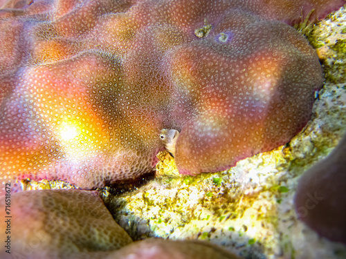 Parablennius marmoreus peeks out from behind coral in the expanse of the Red Sea coral reef photo