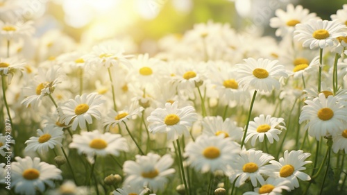 Beautiful common daisy flowers plant field nature wallpaper © Indronath