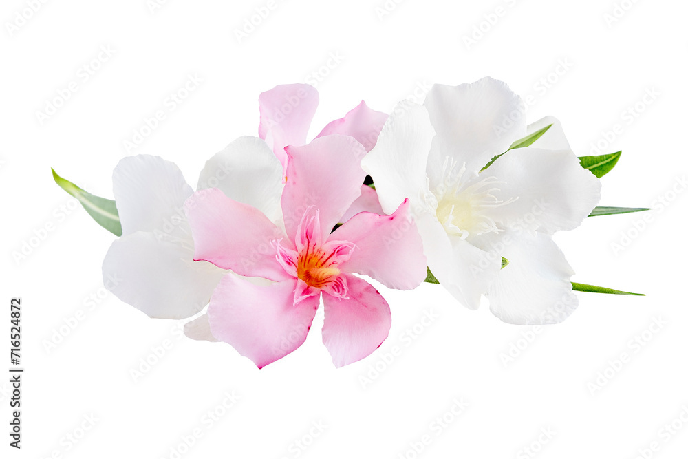 Beautiful pink and white oleander flowers isolated on white background. Natural floral background. Beautiful pink and white oleander flowers isolated on white background. Natural floral background.