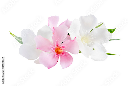 Beautiful pink and white oleander flowers isolated on white background. Natural floral background.