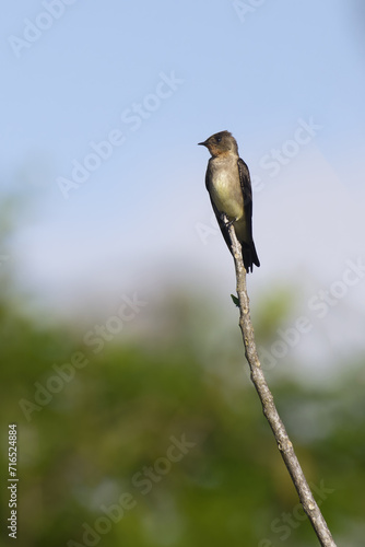 Southern Rough winged Swallow, Stelgidopteryx ruficollis ruficollis, Amazon Basin, Brazil photo