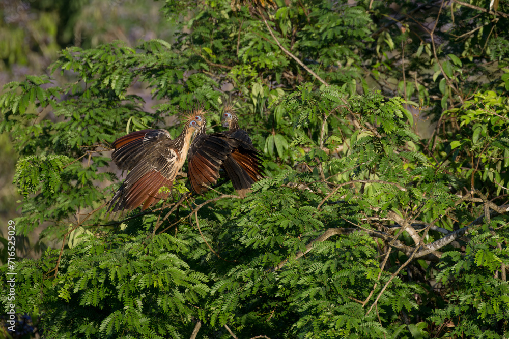 Three Hoatzin, Opisthocomus hoazin, in the forest, Amazon Basin, Brazil Three Hoatzin, Opisthocomus hoazin, in the forest, Amazon Basin, Brazil