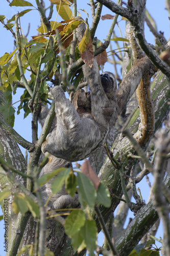 Brown throated Three toed Sloth, Bradypus variegatus, in a tree with juvenile, Amazon basin, Brazil © Gabrielle