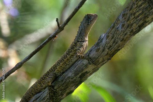 Diving lizard  Uranoscodon superciliosus  climbing a tree  Amazon basin  Brazil