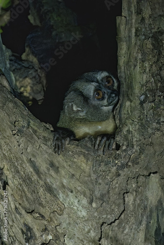Spix s night monkey, Aotus vociferans, Amazon basin, Brazil © Gabrielle