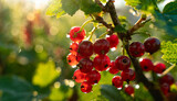 Ripe and Juicy Redcurrants: A Refreshing Summer Harvest