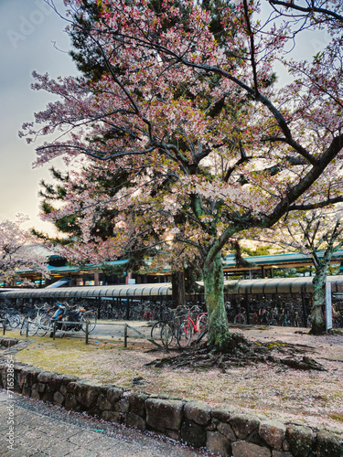 Trees blooming in the streets of Japan