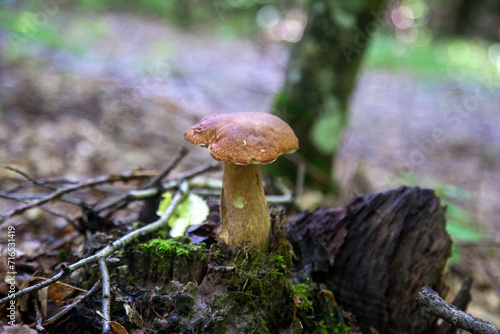 Single Boletus edulis or porcini mushroom growing in the forest. .