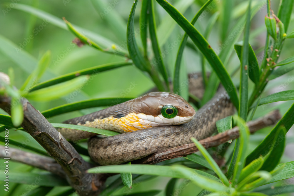 Close-up of the head of a juvenile boomslang (Dispholidus typus), also known as a tree snake or African tree snake, whilst in the branches of an indigenous yellowwood tree Close-up of the head of a juvenile boomslang (Dispholidus typus), also known as a tree snake or African tree snake, whilst in the branches of an indigenous yellowwood tree