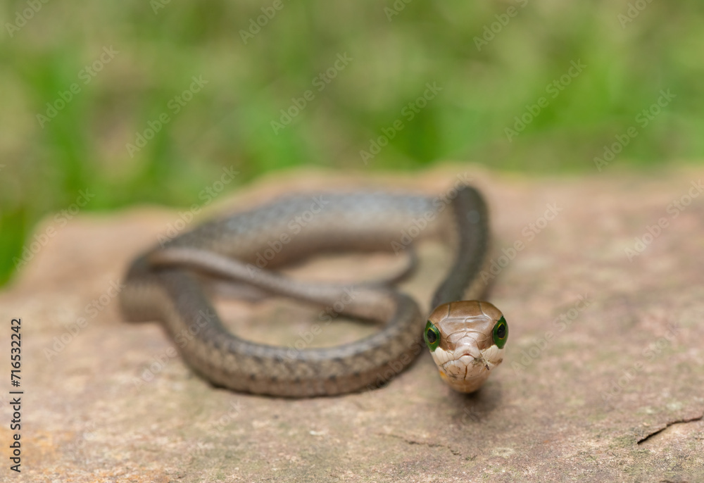 Fototapeta premium Close-up of a highly venomous boomslang (Dispholidus typus), also known as a tree snake or African tree snake, sitting on a warm rock