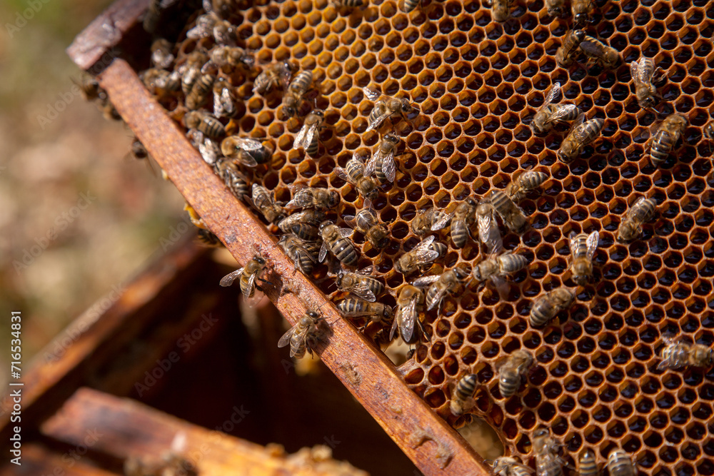Working bees on the brown honeycomb with sweet honey.. Working bees on the brown honeycomb with sweet honey..
