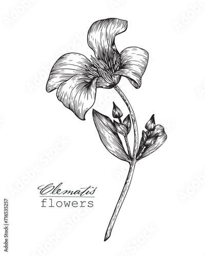 Vintage flowers of clematis. Botanical illustration. Vector graphics element for design logo branding package card. Engraving Hand drawn Black and white sketch