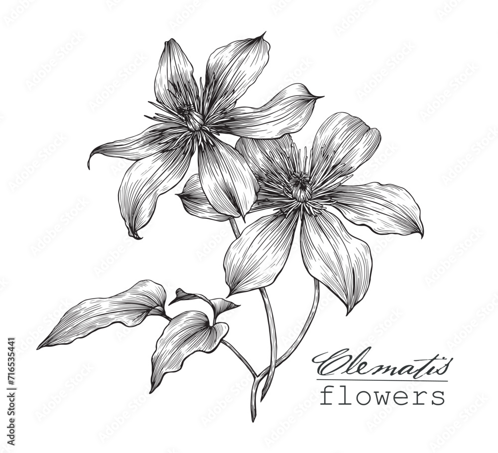 Vector botanical illustration Flower clematis. Hand drawn engraving sketch, black and white graphics element for design
