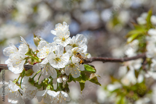 Close up view of working honeybee on white flower of sweet cherry tree. Collecting pollen and nectar to make sweet honey.