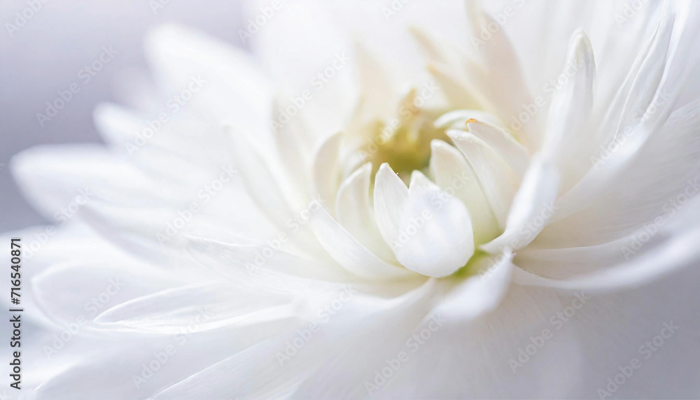 Obraz premium White flower background. Macro of white petals texture. Soft dreamy image