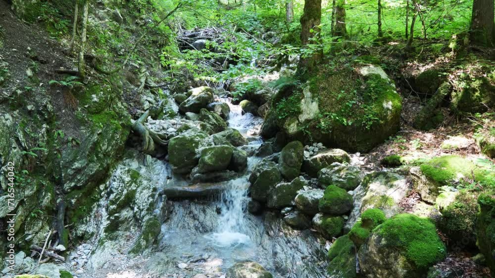 Forest with mossy rocks and a small waterfall
Forest with mossy rocks and a small waterfall