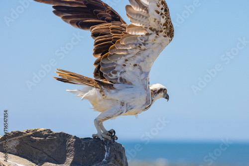 Eastern Osprey in flight in natural native environment photo