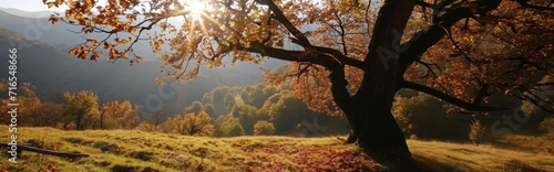 Autumn Dream: Sunset and Lush Foliage Wallpaper and Design, Generative AI