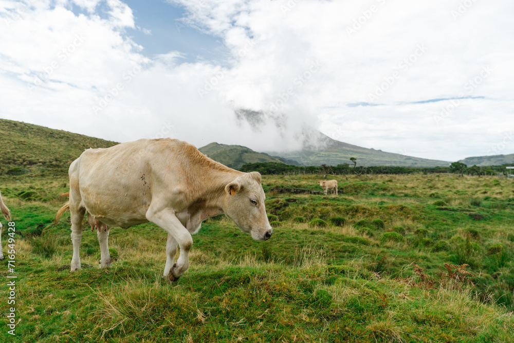 cows on a green pasture on the island of Pico, Azores