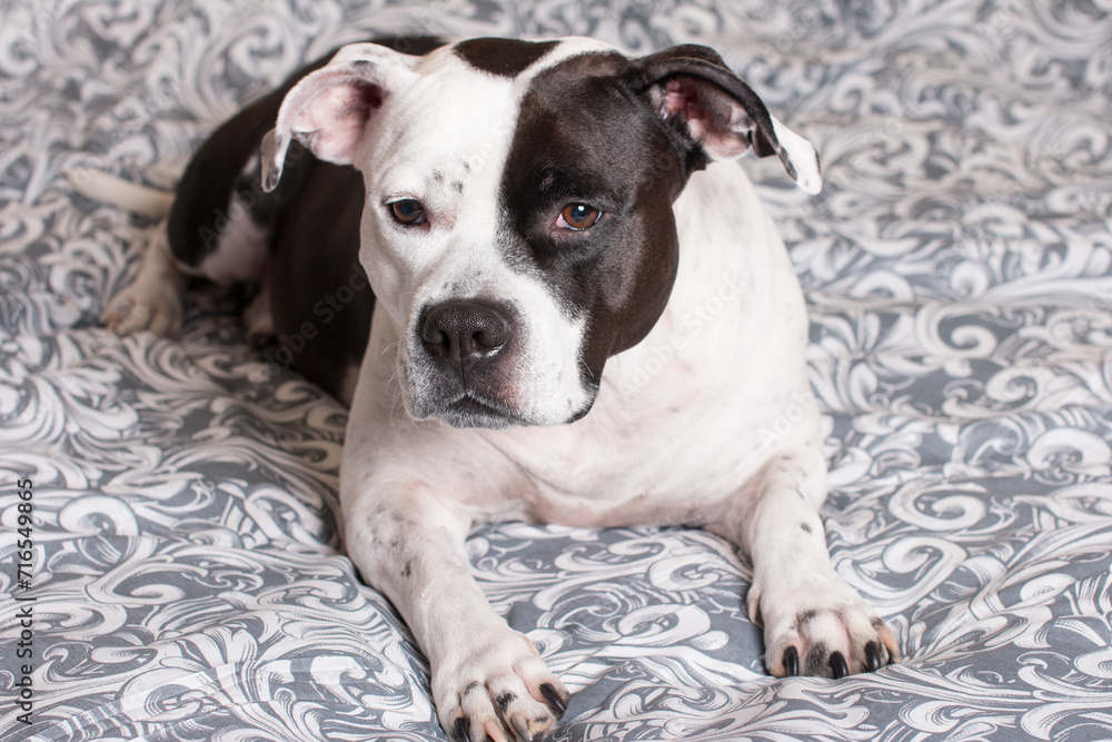 The black and white dog is lying resting on the bed. American Staffordshire Terrier