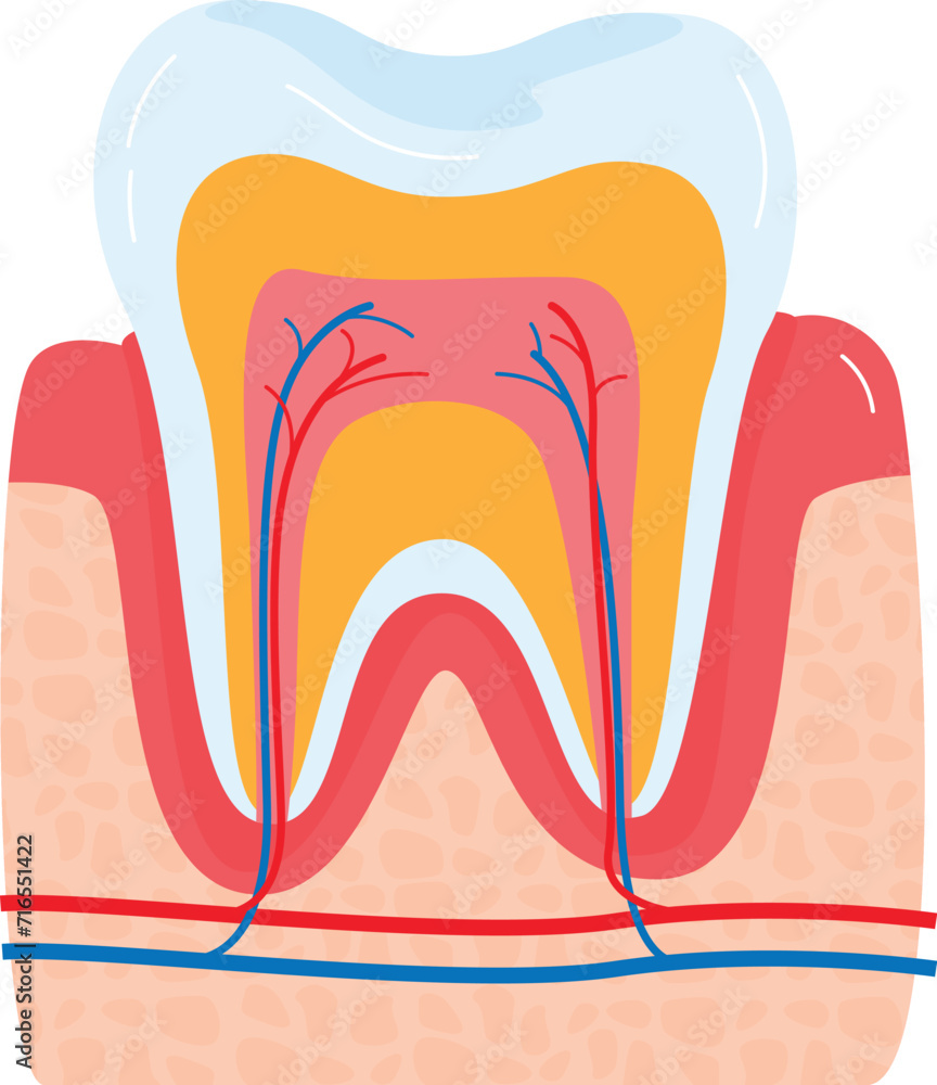 Closeup detailed tooth anatomy cross section, human teeth layers structure, educational dental care concept. Dentistry educational diagram, enamel dentin pulp vector illustration. Closeup detailed tooth anatomy cross section, human teeth layers structure, educational dental care concept. Dentistry educational diagram, enamel dentin pulp vector illustration.