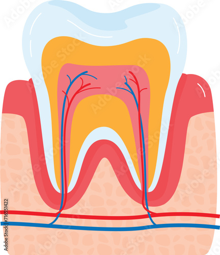 Closeup detailed tooth anatomy cross section, human teeth layers structure, educational dental care concept. Dentistry educational diagram, enamel dentin pulp vector illustration.