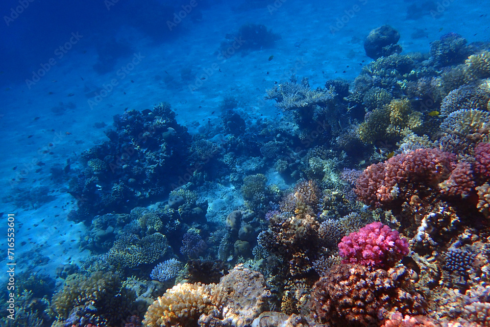 Obraz premium coral reef in the Red Sea