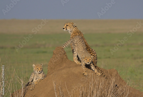 mother cheetah standing alert looking for prey while her cute cub stretches on a termite mound in the wild plains of serengeti national park, tanzania