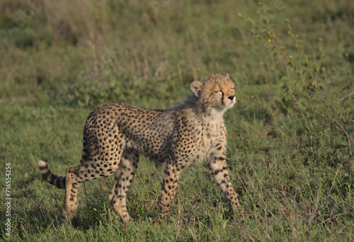 cute cheetah cub walking and enjoying the warm sun rays on its face in the wild savannah of serengeti national park, tanzania