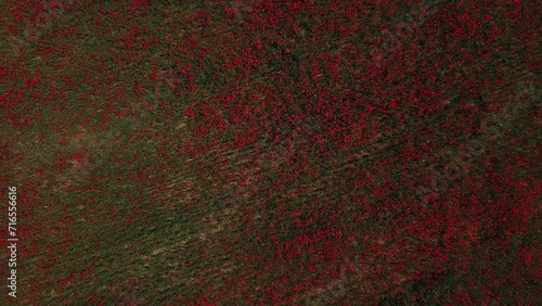 Drone vertical zenithal elevation over flowering fields of red poppies photo