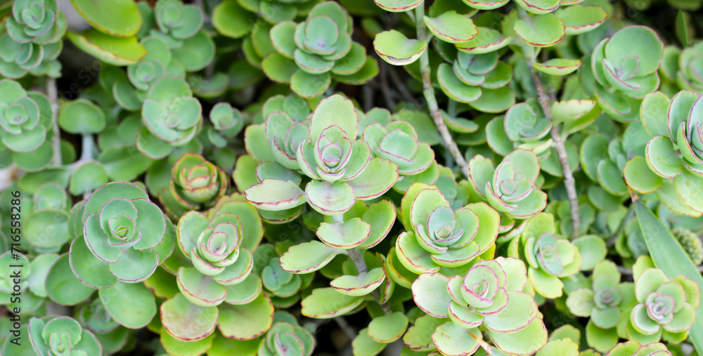 Kalanchoe laxiflora, Succulent plant in a pot Kalanchoe laxiflora, Succulent plant in a pot