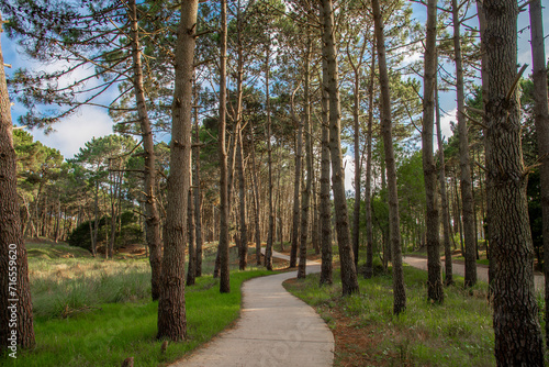 Trail in a beautiful pine forest