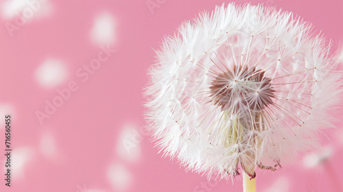 close up of dandelion