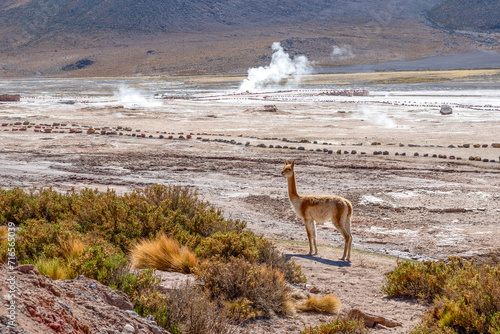 Guanaco near El Tatio geyser field in the Andes Mountains of northern Chile © Belikova Oksana