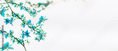 Floral frame with blue blossom branches on white background  banner