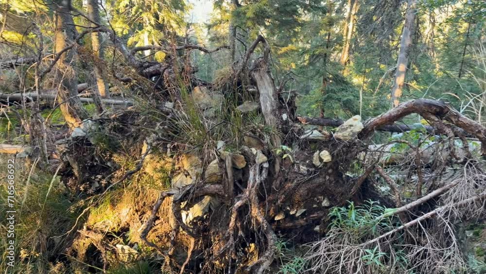windbreak in a wild Carpathian forest in Ukraine, a strong wind has knocked down trees on a high ridge, making it completely impossible for tourists to pass windbreak in a wild Carpathian forest in Ukraine, a strong wind has knocked down trees on a high ridge, making it completely impossible for tourists to pass