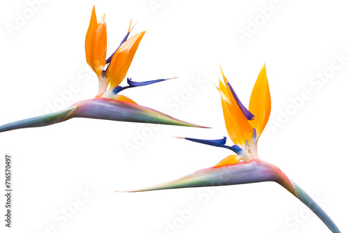 exotische blühende Strelitzien Blumen isoliert