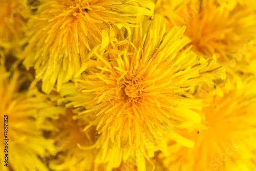 Beautiful flowers of yellow dandelions. Floral background.