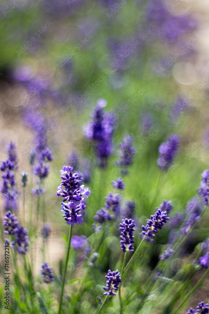 lavender flowers in a garden with natural bokeh lavender flowers in a garden with natural bokeh