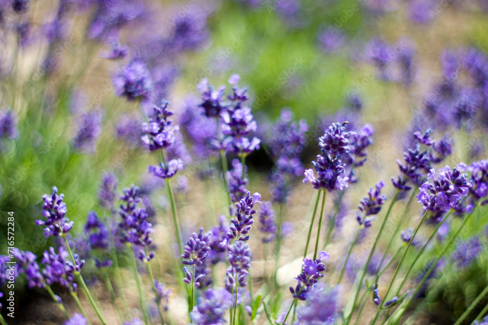Obraz premium lavender flowers in a garden with natural bokeh