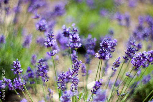 lavender flowers in a garden with natural bokeh