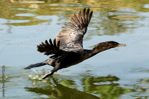 Um espetáculo um Biguá levantando voo do Canal de Ponta Negra - Maricá - RJ photo