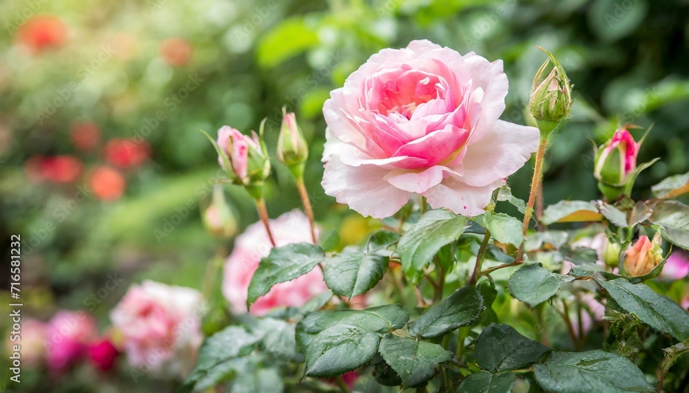 Roses in a Garden: A serene scene of roses blooming in a well-tended garden. Roses in a Garden: A serene scene of roses blooming in a well-tended garden.
