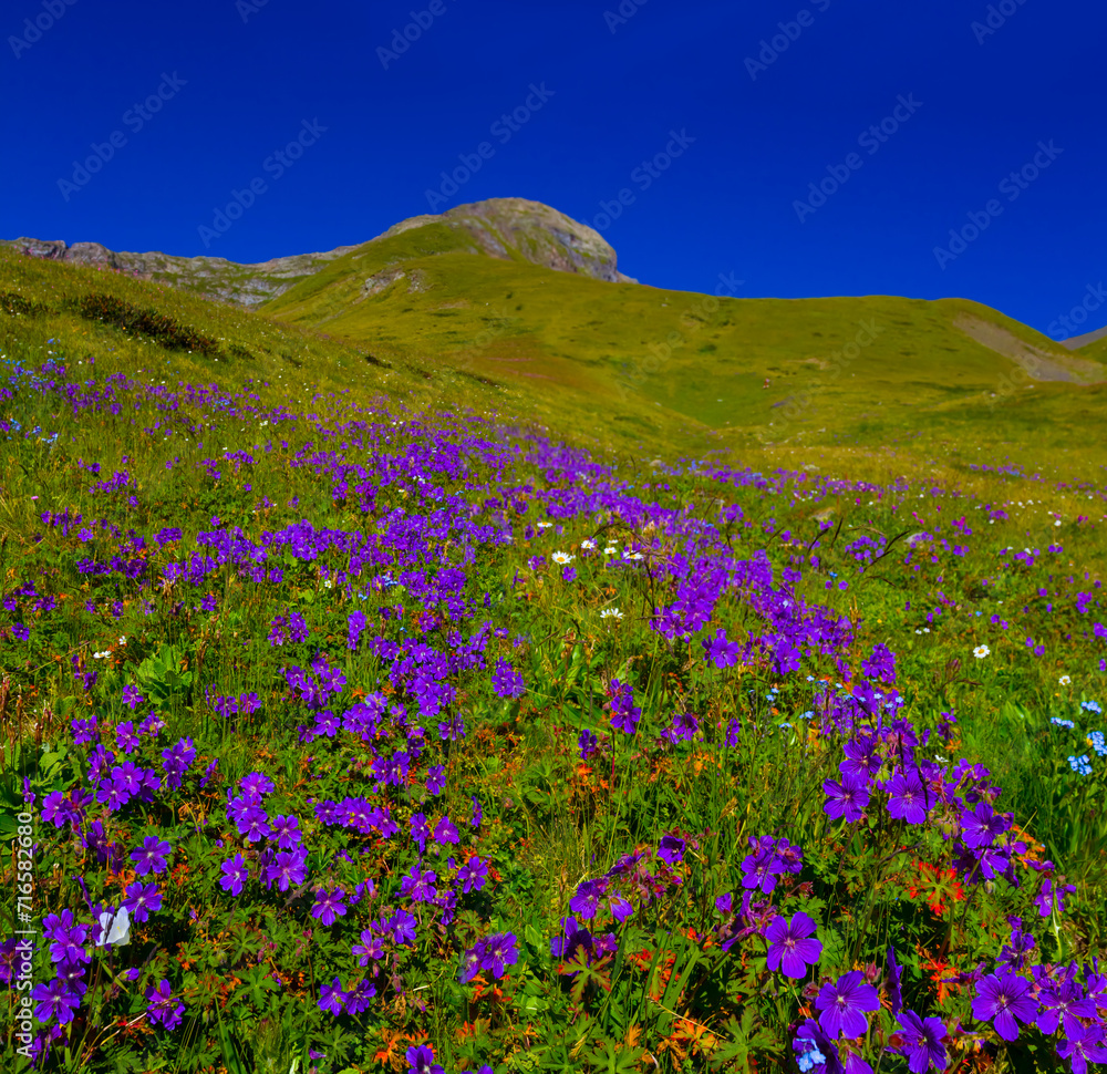 green mount slope covered by beautiful violet wild flowers, beautiful summer mountain scene