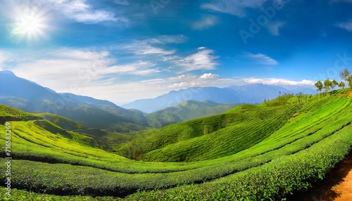 green hills of tea plantations in munnar © Marcelo