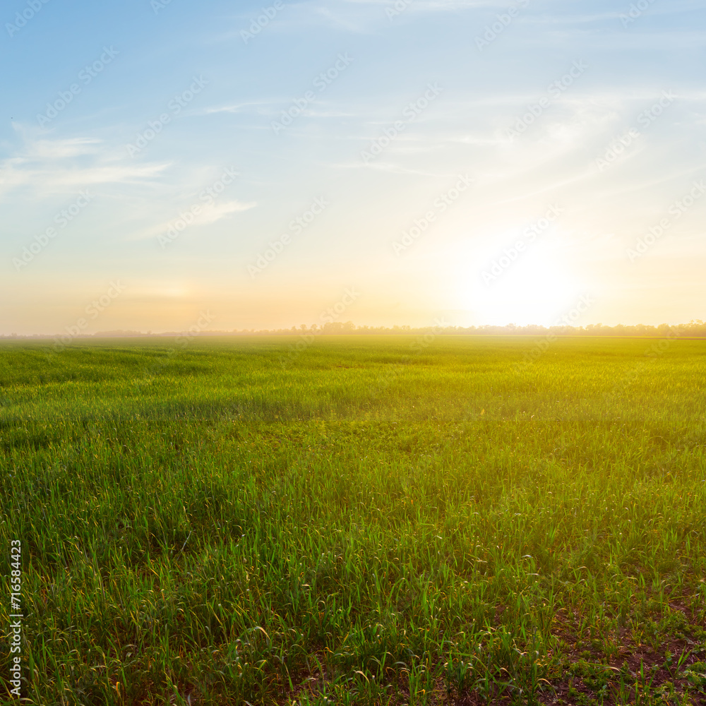 spring green rural wheat field at the sunset